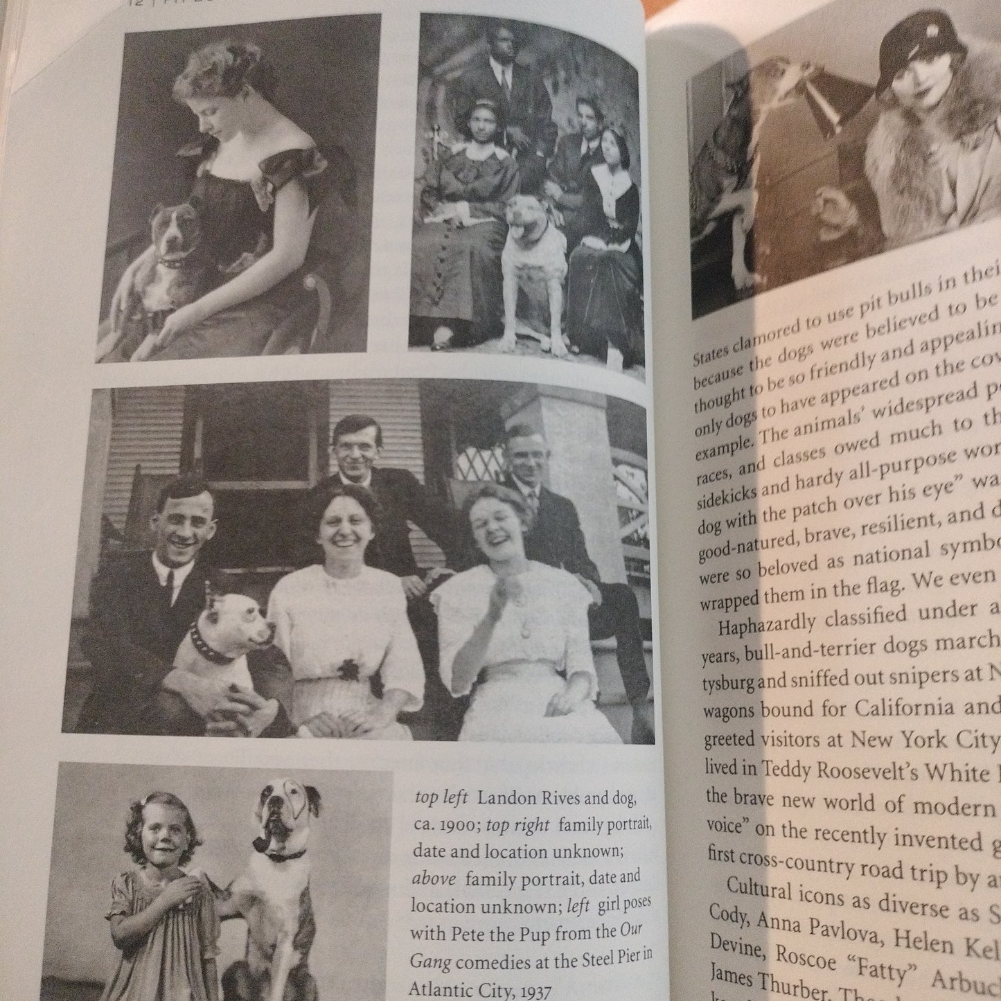 Pit Bull, The battle over an American Icon. Bronwyn Dickey. 2016. Published by Alfred A. Knopf.